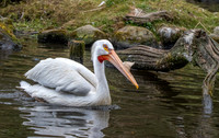 American white pelican