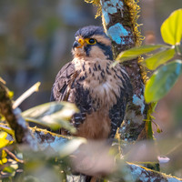 Andean Aplomado falcon