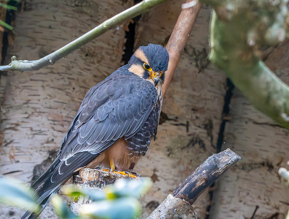 Andean Aplomado falcon