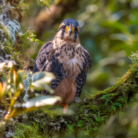 Andean Aplomado falcon