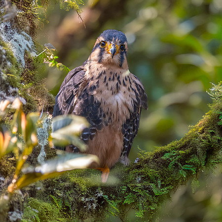 Andean Aplomado falcon