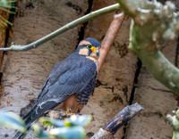 Andean Aplomado falcon