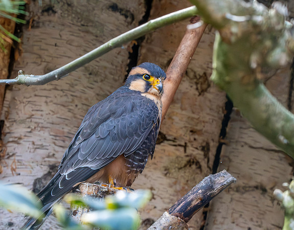 Andean Aplomado falcon