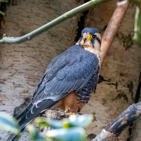Andean Aplomado falcon