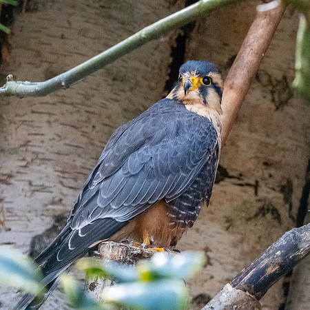 Andean Aplomado falcon