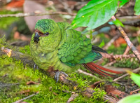 Austral parakeet