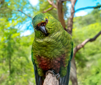 Austral parakeet