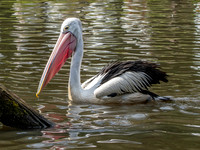 Australian pelican