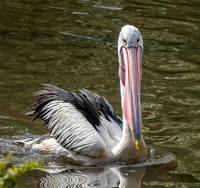 Australian pelican