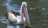 Australian pelican