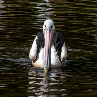 Australian pelican