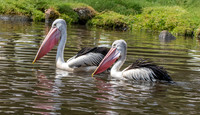 Australian pelican