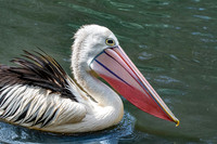 Australian pelican