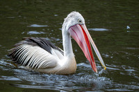 Australian pelican