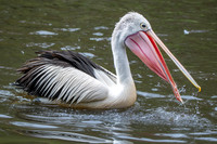 Australian pelican