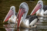 Australian pelican