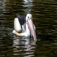 Australian pelican