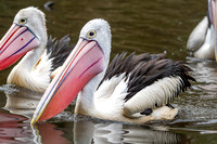 Australian pelican