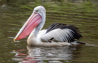 Australian pelican
