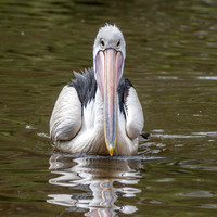 Australian pelican