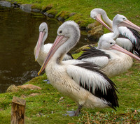 Australian pelican
