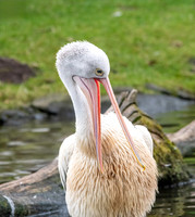 Australian pelican