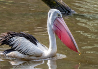 Australian pelican