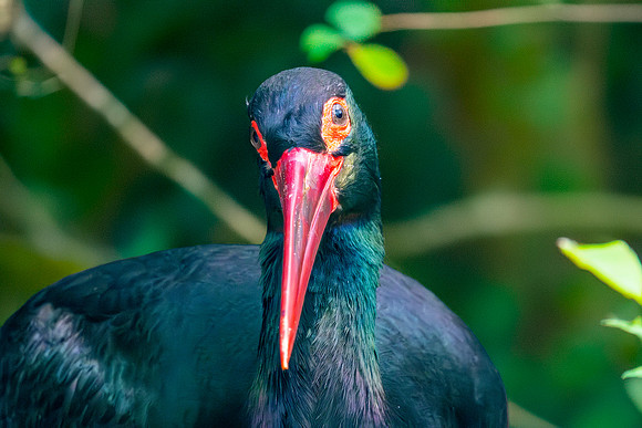 Bare faced ibis