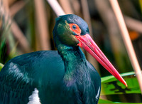 Bare faced ibis