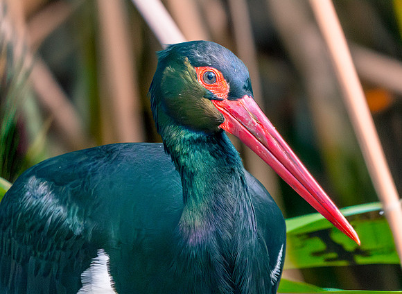 Bare faced ibis