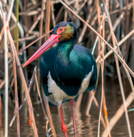 Bare faced ibis