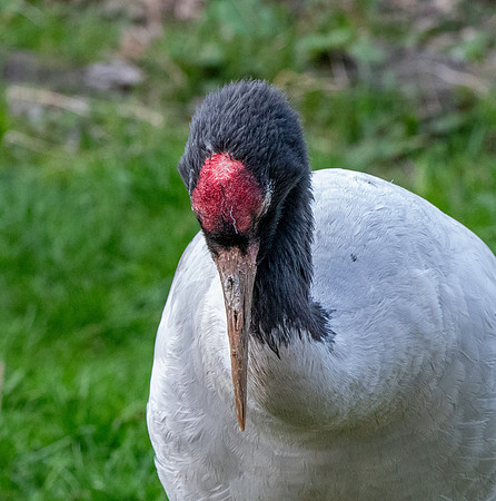 Black necked crane
