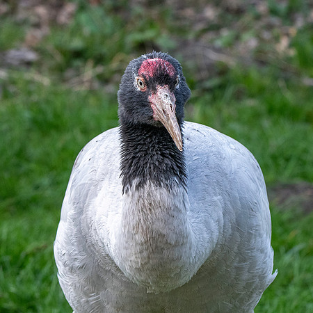 Black necked crane