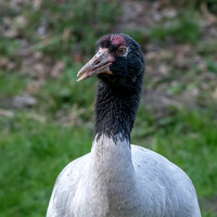 Black necked crane