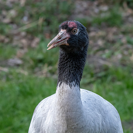 Black necked crane