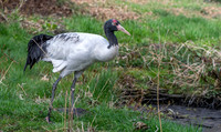 Black necked crane