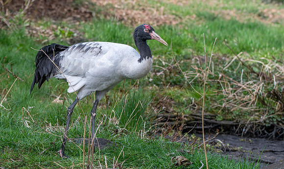 Black necked crane