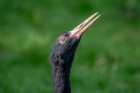 Black necked crane