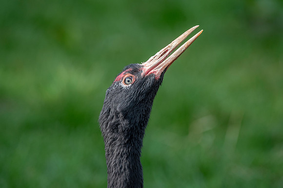 Black necked crane