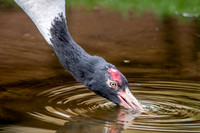 Black necked crane