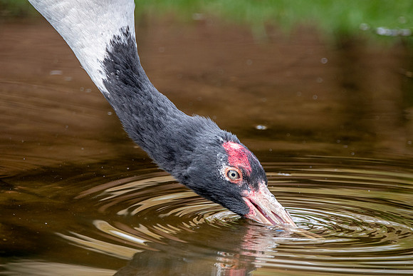 Black necked crane