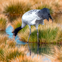Black necked crane