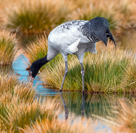Black necked crane