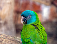 Blue headed macaw