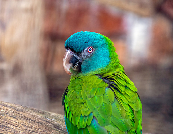 Blue headed macaw