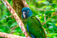Blue headed macaw