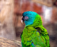 Blue headed macaw