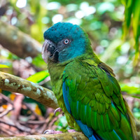Blue headed macaw