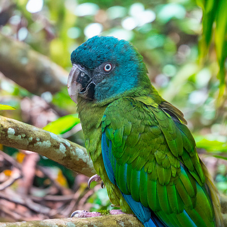 Blue headed macaw
