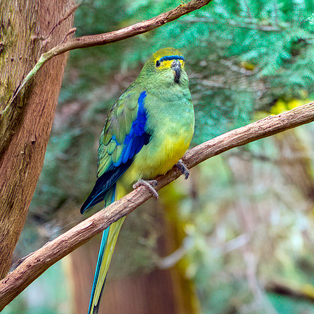 Blue winged parrot